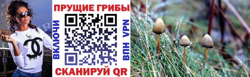 Галлюциногенные грибы Psilocybine cubensis  наркотики  Руза 